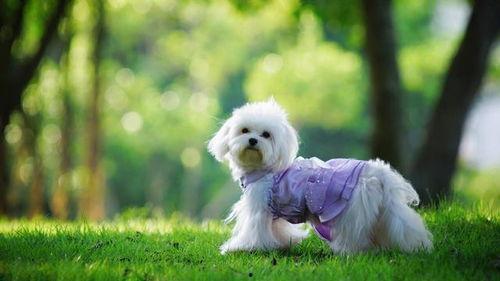 狗狗吃苹果瓜,苹果瓜的诱惑与营养