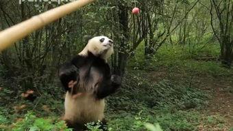 大象吃瓜小苹果