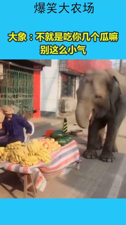 大象吃瓜小苹果